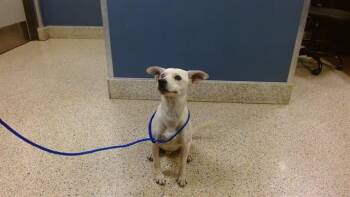 SPEEDY -  Rat Terrier and Chihuahua Dog for Adoption in Doral, Florida - SPEEDY | PetCurious