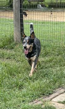 Rescue Australian Cattle Dog Blue Heeler Dogs for Adoption in Sadler, Texas - Zeus | PetCurious