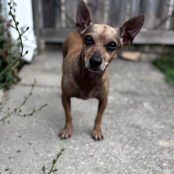 Rescue Chihuahua Dogs for Adoption in Helena, Alabama - Vira | PetCurious