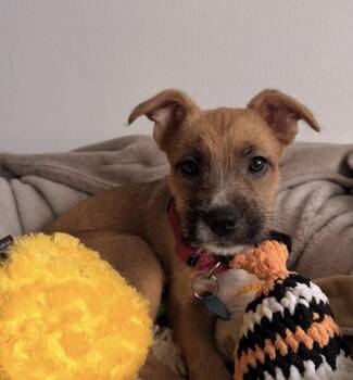 Terrier Dogs Available for Adoption in Pasadena, California - Daisy | PetCurious