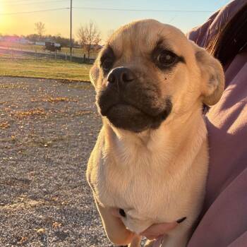 Rescue Pug Dogs for Adoption in Homewood, Illinois - Tonks | PetCurious