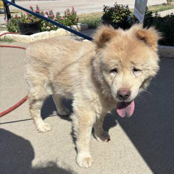 Fudge -  Chow Chow Dog for Adoption in Sunnyvale, Texas - Fudge | PetCurious