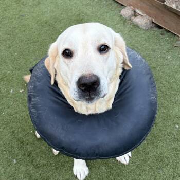Rescue Yellow Labrador Retriever Dogs for Adoption in Houston, Texas - Meet Piper: A Gentle Soul Who’s Ready To Love You Forever | PetCurious