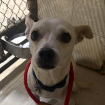 Penny -  Mixed Breed Dog for Adoption in Milton, Florida - Penny | PetCurious