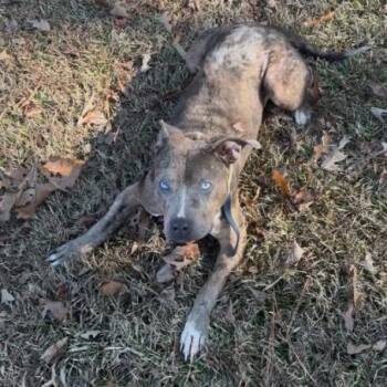 Mixed Breed Dogs Available for Adoption - Bryn | PetCurious