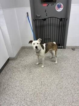 Floppy -  American Staffordshire Terrier and Mixed Breed Dog for Adoption in Gastonia, North Carolina - Floppy | PetCurious