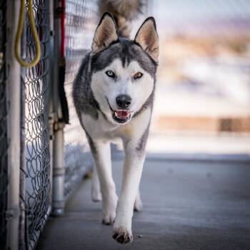 Zeus (Starsky) -  Husky Dog for Adoption in Twentynine Palms, California - Zeus (Starsky) | PetCurious