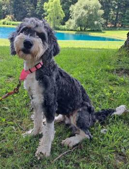 Rescue Viola -  Bernedoodle Dog for Adoption in Batavia, New York - Rescue Viola | PetCurious