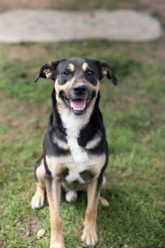 Ranger -  German Shepherd Dog and Labrador Retriever Dog for Adoption - Ranger | PetCurious