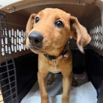 Chai -  Labrador Retriever and Mixed Breed Dog for Adoption in Tacoma, Washington - Chai | PetCurious