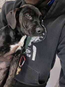 Labrador Retriever and Mixed Breed Dogs Available for Adoption in Gainesville, Florida - Shari | PetCurious