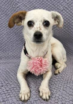 Dachshund and Spaniel Dogs Available for Adoption in Lodi, California - Ginger | PetCurious