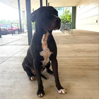 Bessie -  Pit Bull Terrier Dog for Adoption in Austin, Texas - Bessie | PetCurious