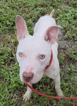 WHISPER -  American Staffordshire Terrier Dog for Adoption in Fort Lauderdale, Florida - WHISPER | PetCurious