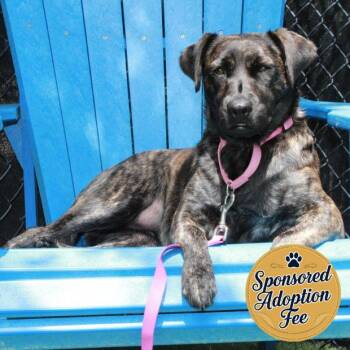 Mixed Breed Dogs Available for Adoption in Jupiter, Florida - Little Bit | PetCurious