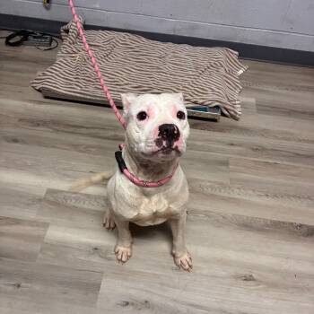 Rescue Pit Bull Terrier Dogs for Adoption in St. Louis, Missouri - Scottie Scheffler | PetCurious