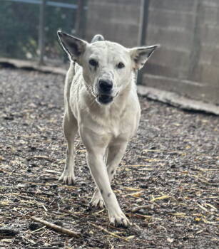 Rescue Australian Cattle Dog Blue Heeler Dogs for Adoption in Las Vegas, New Mexico - Gloria | PetCurious