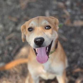Sahara JuM -  Yellow Labrador Retriever and Mixed Breed Dog for Adoption in Austin, Texas - Sahara JuM | PetCurious