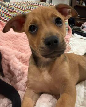 Chihuahua Dogs Available for Adoption in Alexander, Arkansas - Pico | PetCurious