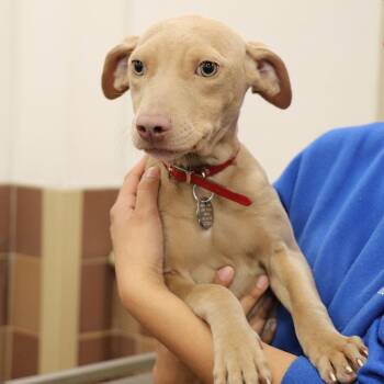 Mixed Breed Dogs Available for Adoption - Nora | PetCurious