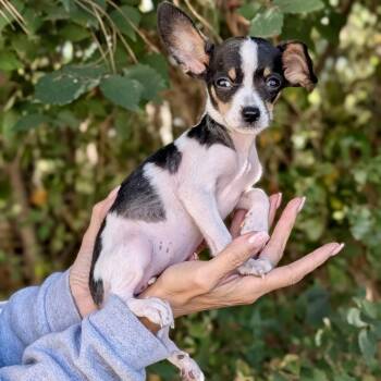 Elfie 10-2215 -  Chihuahua and Mixed Breed Dog for Adoption in Tyrone, Georgia - Elfie 10-2215 | PetCurious