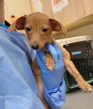 Rescue Miniature Pinscher and Chihuahua Dogs for Adoption in Kennewick, Washington - Roo | PetCurious