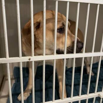 Pooh Bear -  Mixed Breed Dog for Adoption in Port Charlotte, Florida - Pooh Bear | PetCurious