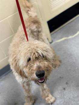 Poodle and Golden Retriever Dogs Available for Adoption - JOJO | PetCurious