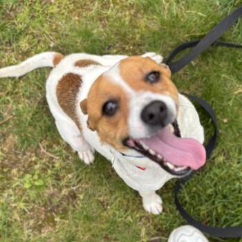 Parson Russell Terrier and Mixed Breed Dogs Available for Adoption in Avon, Ohio - Piglet | PetCurious