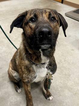 Shepherd Dogs Available for Adoption in Hackensack, Minnesota - Eli | PetCurious