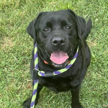 Molly -  Black Labrador Retriever Dog for Adoption in Philadelphia, Pennsylvania - Molly | PetCurious