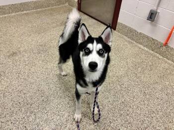 Siberian Husky Dogs Available for Adoption - KYLO | PetCurious