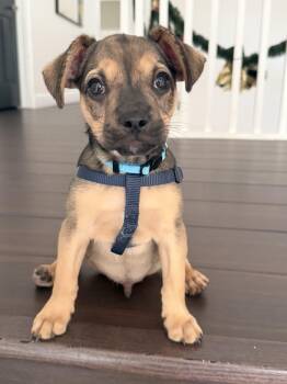 French Bulldog and Chihuahua Dogs Available for Adoption in Sunrise, Florida - Argon | PetCurious