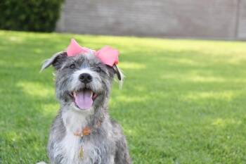 Momma gray -  Terrier Dog for Adoption in Salt Lake City, Utah - Momma Gray | PetCurious