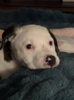 MiMi Lonestar -  Terrier Dog for Adoption in Rockaway, New Jersey - MiMi Lonestar | PetCurious