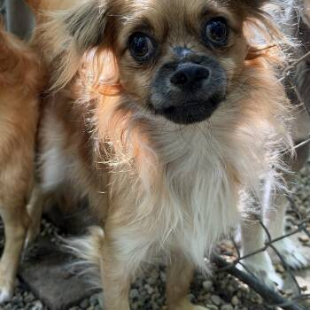 Benji -  Chihuahua and Pekingese Dog for Adoption in Sugar Grove, Illinois - Benji | PetCurious