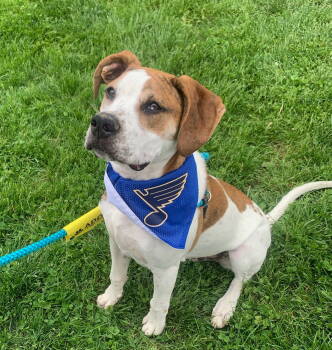 Rescue American Bulldog and Pit Bull Terrier Dogs for Adoption in Arnold, Missouri - Tony | PetCurious