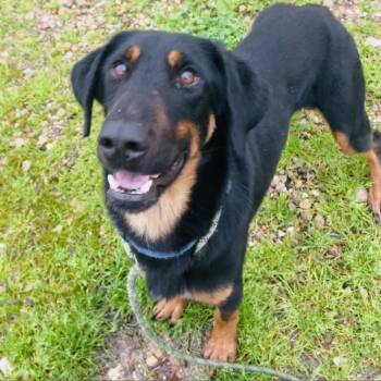 Rescue Mixed Breed Dogs for Adoption in Lake Jackson, Texas - Braxton | PetCurious