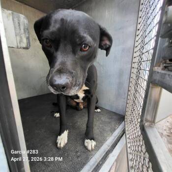 American Staffordshire Terrier Dogs Available for Adoption in San Antonio, Texas - DASHER | PetCurious