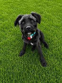 Schnauzer Dogs Available for Adoption in Nashville, Tennessee - Sonny Church | PetCurious