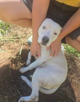 Journey -  Pit Bull Terrier Dog for Adoption in Tulsa, Oklahoma - Journey | PetCurious