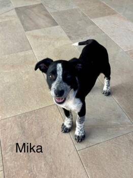 Labrador Retriever Dogs Available for Adoption in Jefferson, New Jersey - Mika | PetCurious