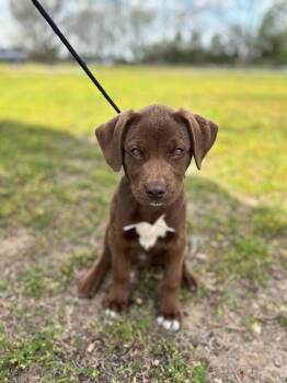 Beagle and Mixed Breed Dogs Available for Adoption - Justin | PetCurious
