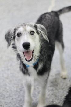 Wasabi in NH. Come Meet our Adoptable Dogs Wednesday-Saturday. M -  Schnauzer Dog for Adoption in Manchester, New Hampshire - Wasabi In NH. Come Meet Our Adoptable Dogs Wednesday-Saturday. M | PetCurious