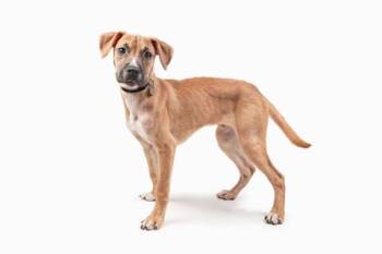 Mixed Breed Dogs Available for Adoption - Augie | PetCurious