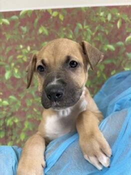 Shepherd and Mixed Breed Dogs Available for Adoption in San Antonio, Texas - Doctor Fate | PetCurious