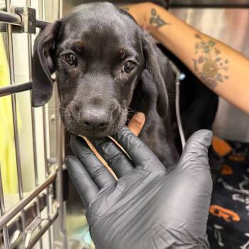 Black Labrador Retriever Dogs Available for Adoption - Ben | PetCurious