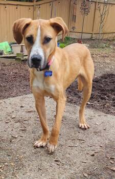 Rescue Smooth Collie and Pit Bull Terrier Dogs for Adoption in Seattle, Washington - Lincoln | PetCurious