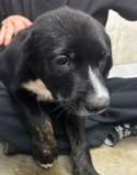 River -  Hound and Mixed Breed Dog for Adoption in Kansas City, Missouri - River | PetCurious