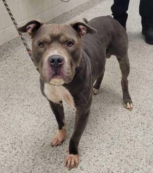 Showtime -  Pit Bull Terrier and Mixed Breed Dog for Adoption in Kansas City, Missouri - Showtime | PetCurious